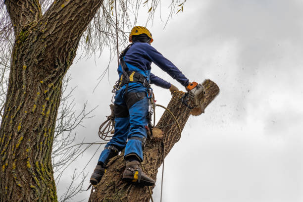 Best Leaf Removal  in Gilbert, MN