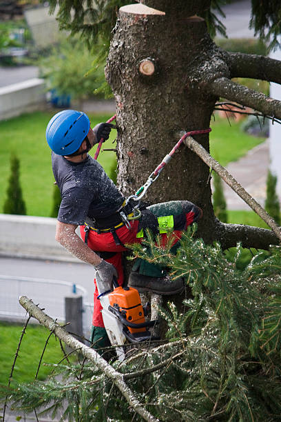 Best Storm Damage Tree Cleanup  in Gilbert, MN