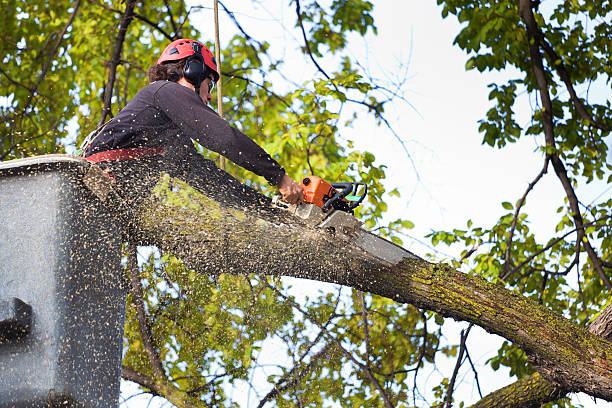 Best Tree Preservation Services  in Gilbert, MN