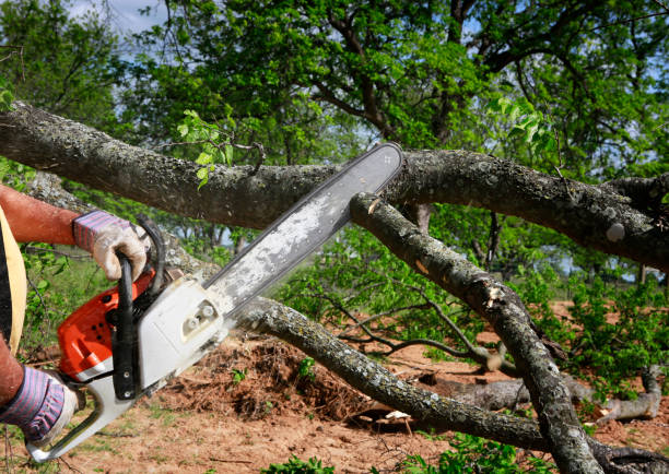 How Our Tree Care Process Works  in  Gilbert, MN